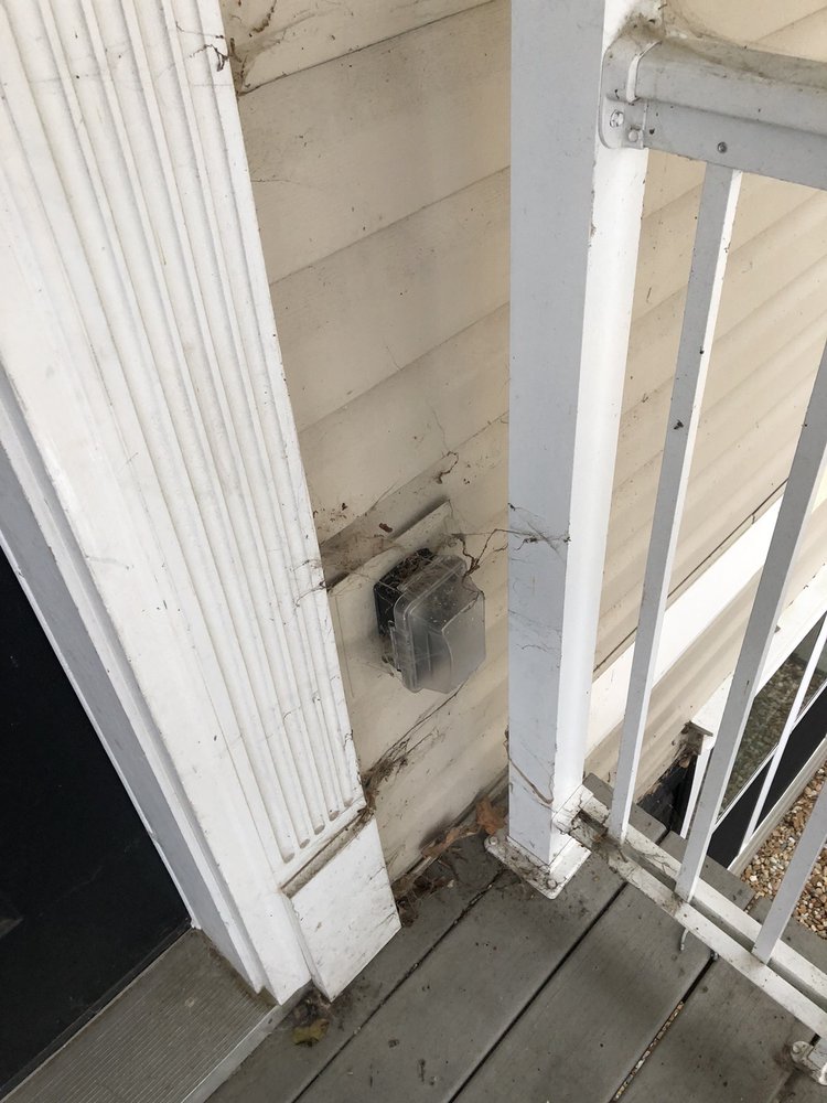 Copper Beech at Greenville