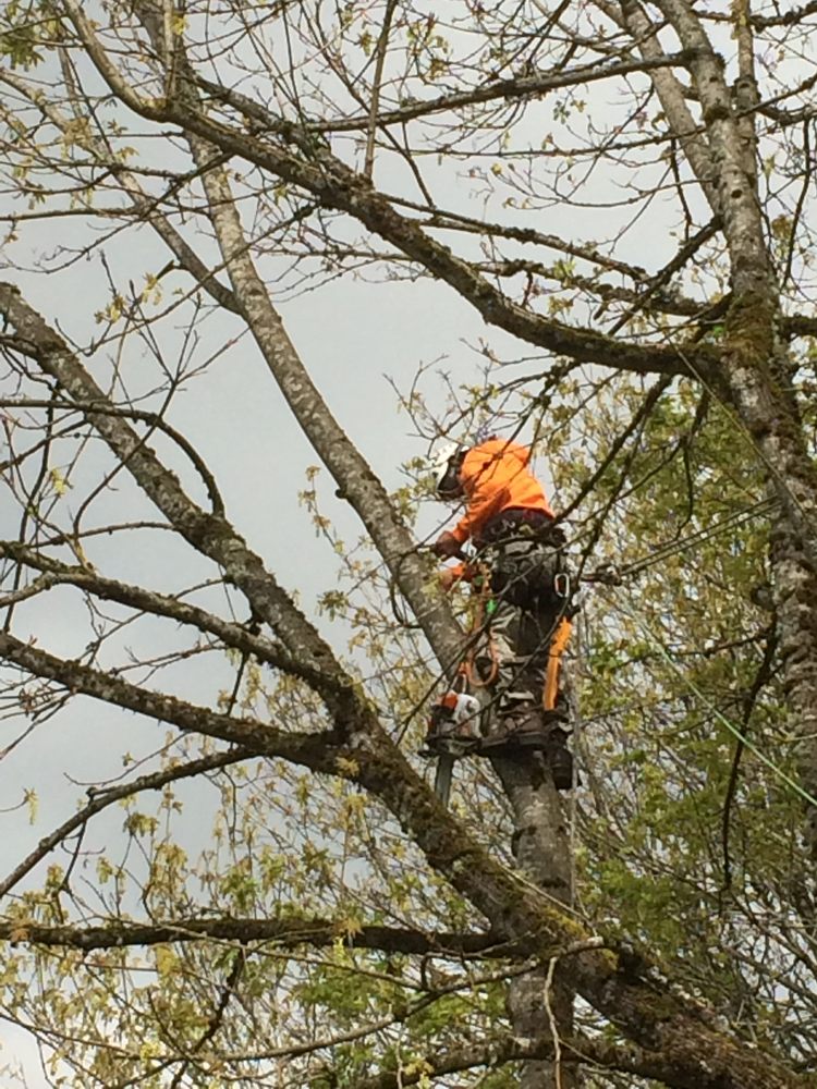 ZEE'S TREE SERVICE