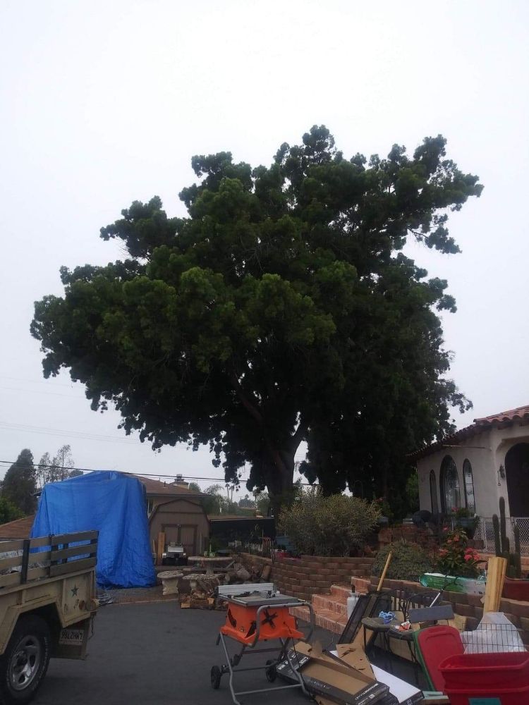 Angel Tree Service