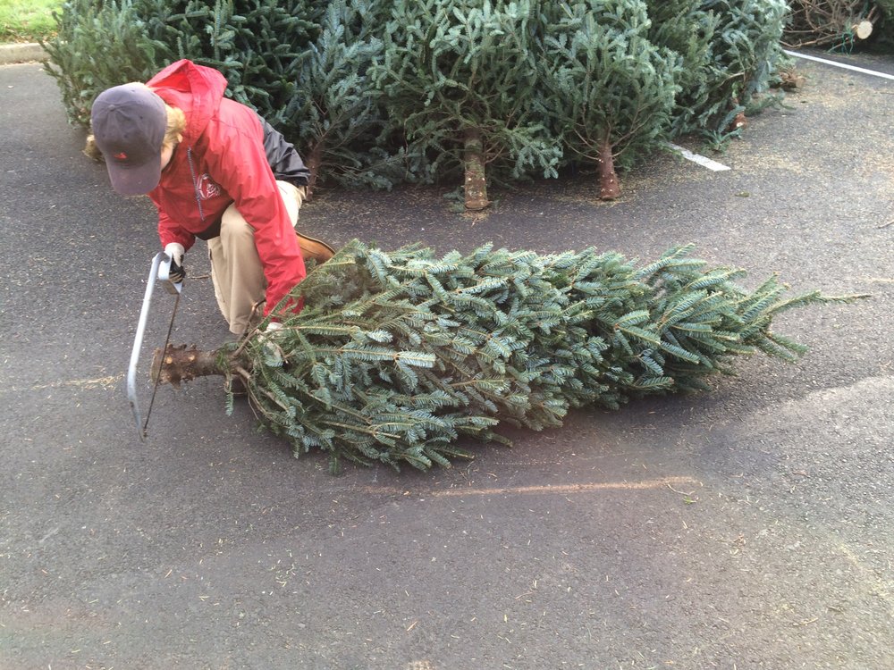 Almost Heavenly Christmas Trees