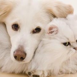 cat and dog hospital of columbia cat and dog hospital of columbia
