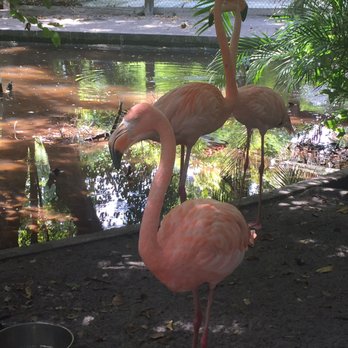 Everglades Wonder Gardens 53 Photos 30 Reviews Zoos 27180 Photo Of Everglades Wonder Gardens Bonita Springs Fl United States Beautiful Flamingoes