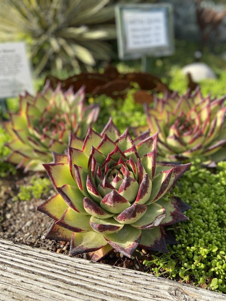 Cottage Gardens Of Petaluma