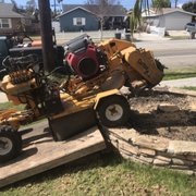 Photo of Bens Palm & Tree Service - Manhattan Beach, CA, United States. Stump grinding in a planter
