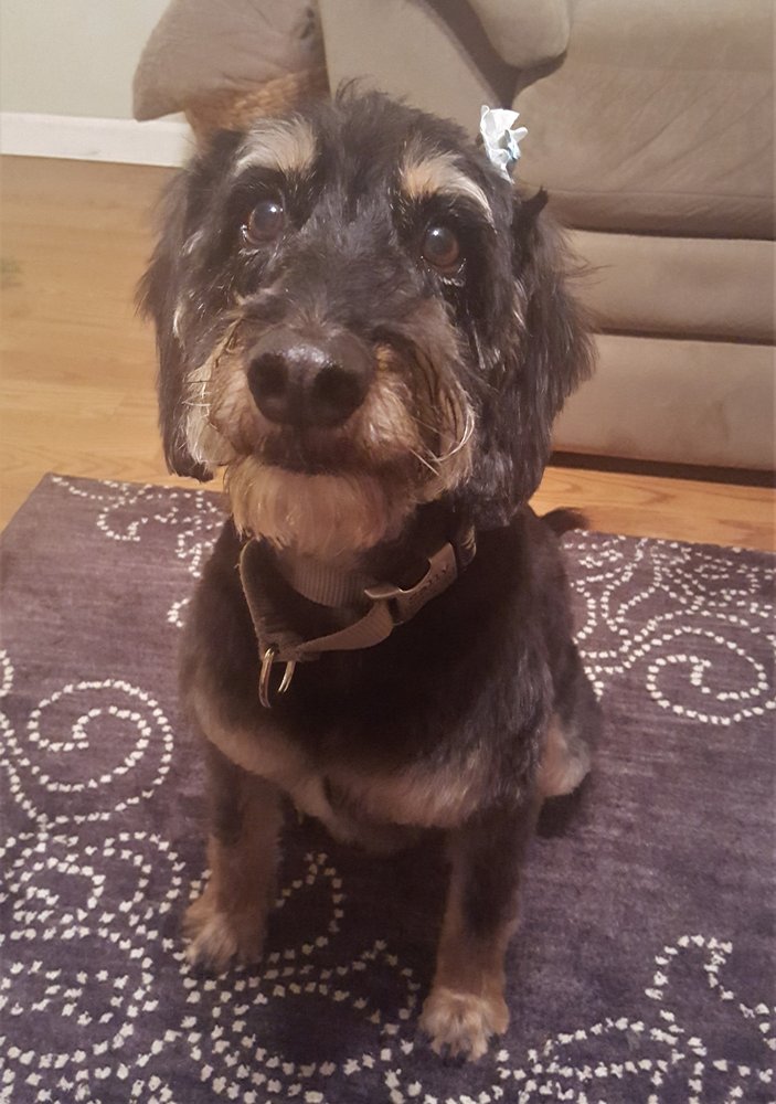 Shaggy Dog Pet Styling Salon Pet Groomers 925 Merchant St, Redding