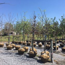 Conestoga Nursery 14 Photos 12 Reviews Nurseries Gardening Photo Of Conestoga Nursery East Earl Pa United States Reasonably Priced Trees