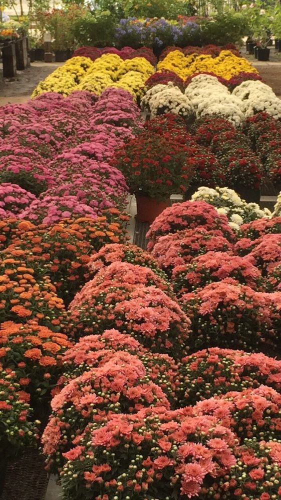 Clegg’s Nursery Donmoor Ave 11 Photos Nurseries & Gardening 274 N