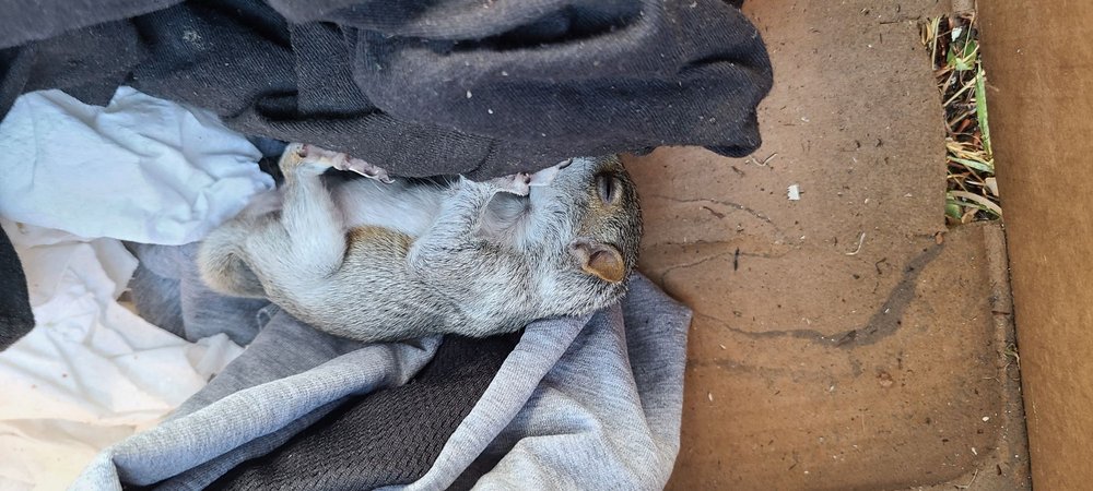 Larson Logging & Tree Service