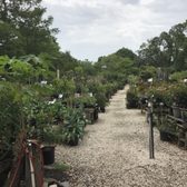 Maas Nursery 313 Photos 45 Reviews Nurseries Gardening Photo Of Maas Nursery Seabrook Tx United States Rows And