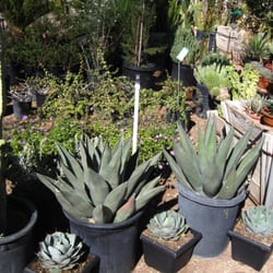 P M Nursery Citrus 59 Photos 10 Reviews Nurseries Photo Of P M Nursery Citrus Scottsdale Az United States