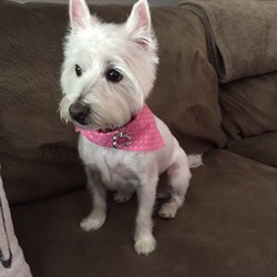 Dog Country Grooming Arvada Dog Country Grooming Arvada