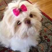 crowned imperial shih tzu crowned imperial shih tzu get quote 10 photos pet stores whittier ca phone crowned imperial shih tzu crowned imperial shih tzu get quote 10 photos pet stores whittier ca phone