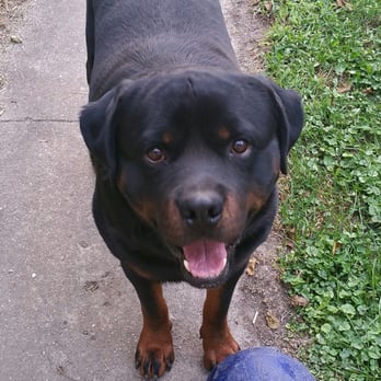 guardian rottweiler guardian rottweilers 12 photos pet shops 1190 n rd 575 w bargersville in guardian rottweiler guardian rottweilers 12 photos pet shops 1190 n rd 575 w bargersville in