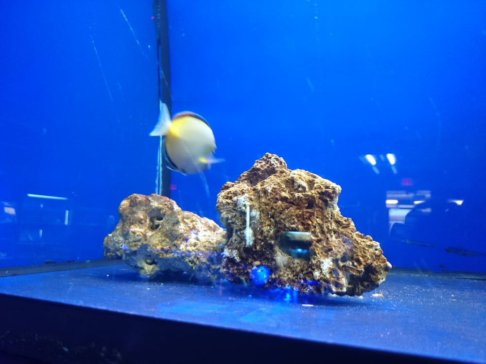 Photos for That Aquarium Place - Yelp
