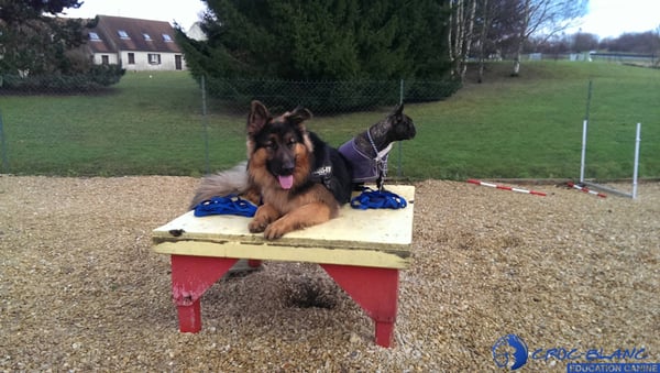 dressage chien val d'oise
