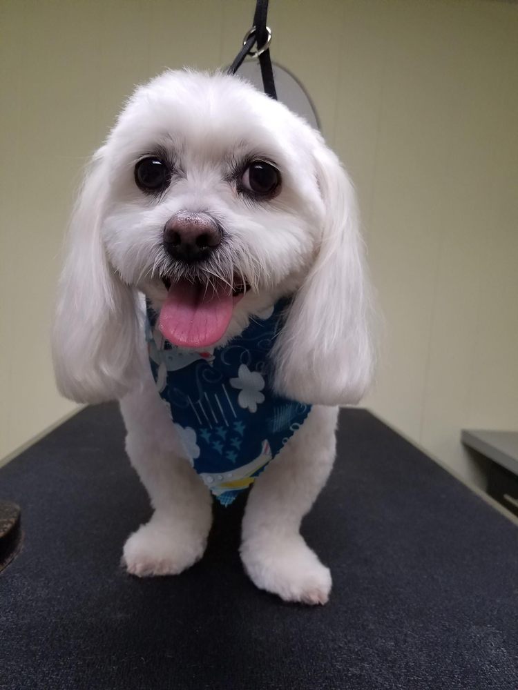 Kara’s Paw-Fect Grooming Salon - 15 Photos - Pet Groomers - 1900 Brewerton Rd, Syracuse, NY