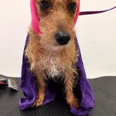 Photo of Vanderpump Dogs - Los Angeles, CA, United States. Lily about to get a blow dry (earmuffs on)