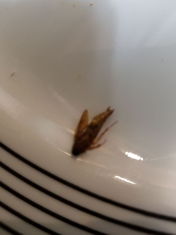 Rainbow Panda Rainbow Panda