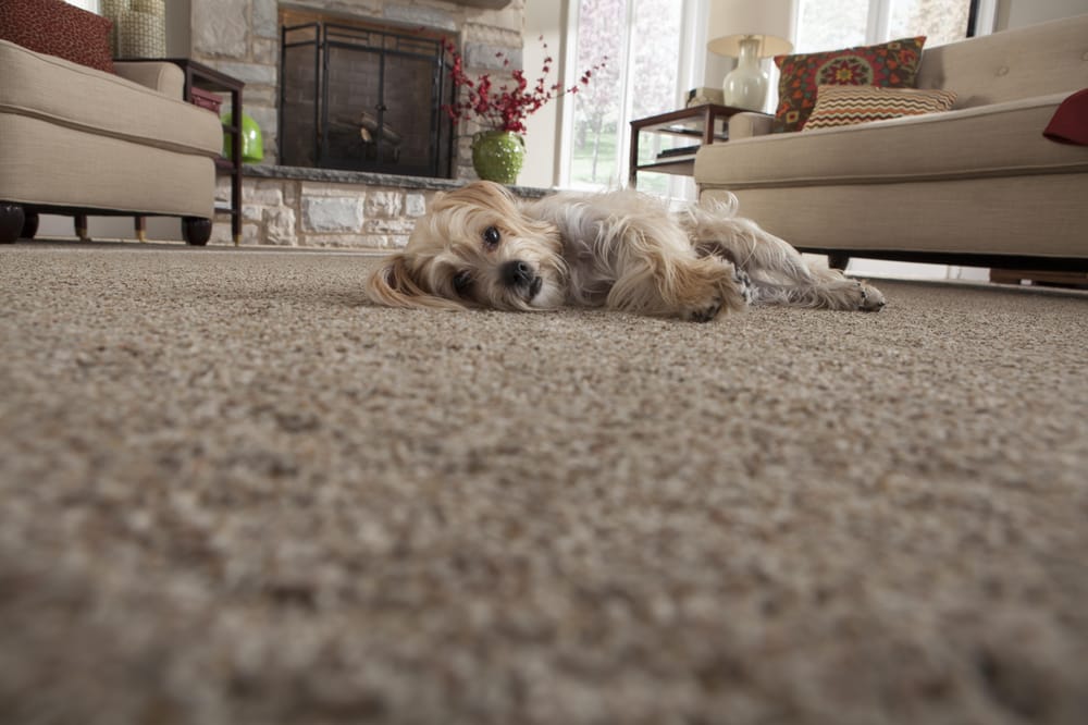 Bonitz Carpets & Flooring