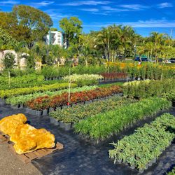 Mar Pines Nursery Nurseries Gardening 3900 N 56th Ave Photo Of Mar Pines Nursery Hollywood Fl United States