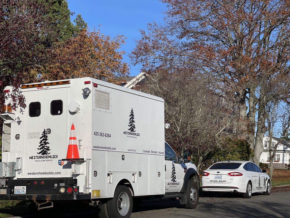Western Hemlock Tree & Stump Service
