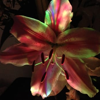 American Flowers - 60 Photos & 65 Reviews - Florists - 12404 Venice ...