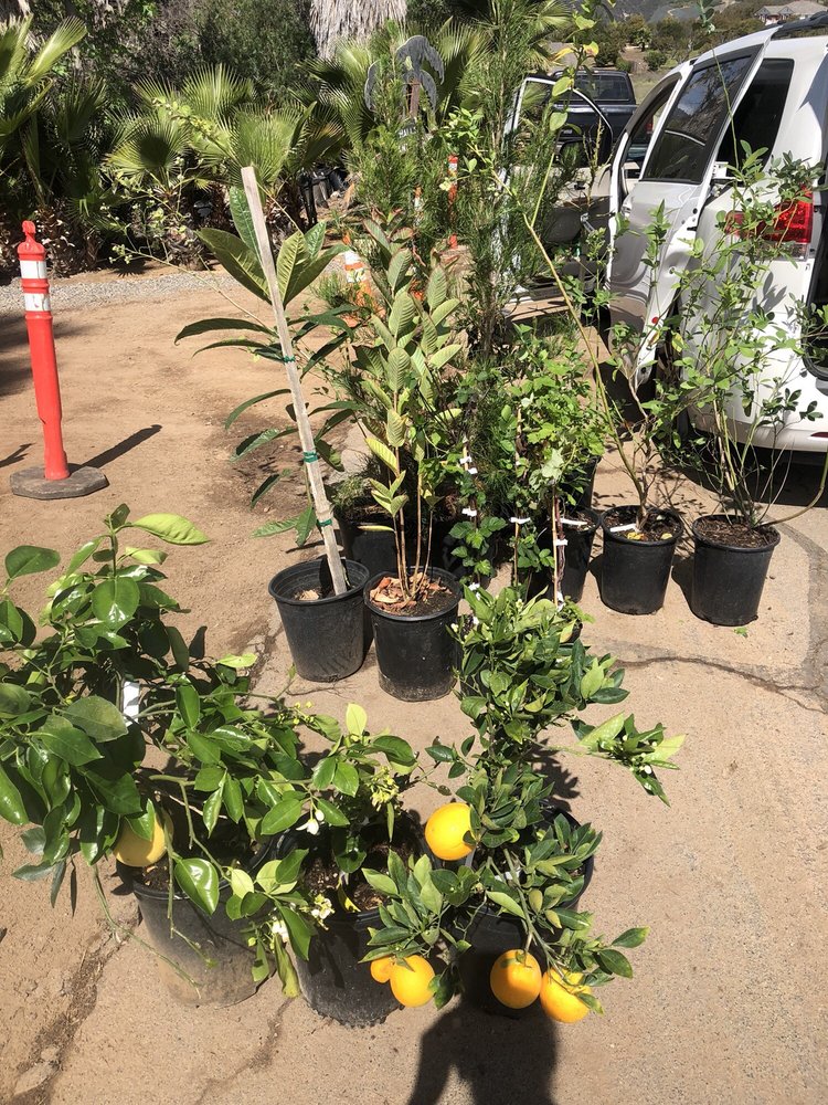 A Few Of My Wonderful Purchases From Halls Nursery Yelp Photo Of Halls Plant Nursery Temecula Ca United States A Few