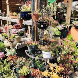 Yamaguchi Bonsai Nursery 150 Photos 79 Reviews Nurseries Photo Of Yamaguchi Bonsai Nursery Los Angeles Ca United States