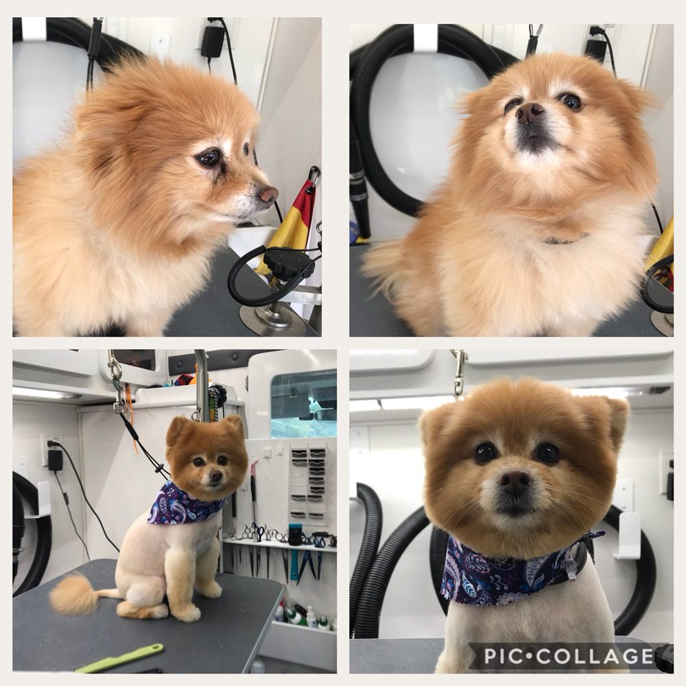 Doggie Spa on Wheels 170 Photos & 31 Reviews Pet Groomers Burbank