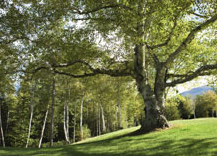 Samuel's Tree Service