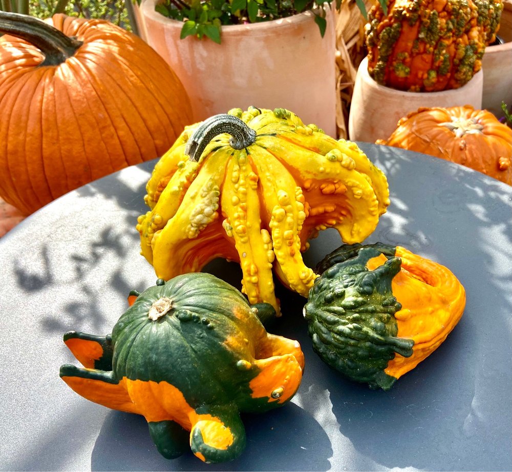 Chase Ace Hardware Garden & Gift