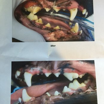 when do rottweilers stop teething animal hospital 31 photos 56 reviews vets 20250 e smoky hill rd when do rottweilers stop teething animal hospital 31 photos 56 reviews vets 20250 e smoky hill rd