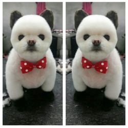 puppy club