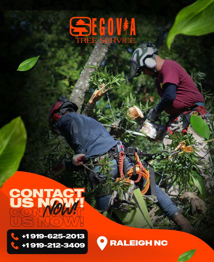 Segovia Tree Service LLC
