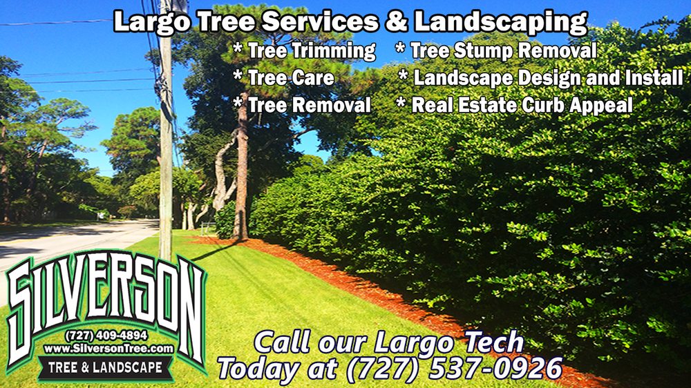 Silverson Tree Service Landscaping 873 W Bay Dr Silverson Tree Service Landscaping 873 W Bay Dr Largo Fl Phone Number Yelp