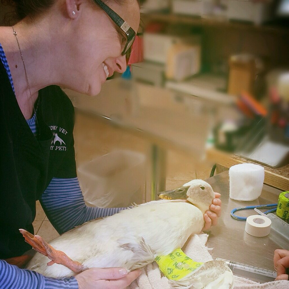 Broadway Veterinary Hospital 62 Photos & 39 Reviews Veterinarians