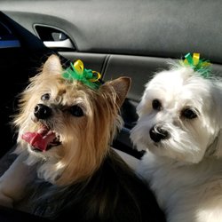 Milford Dog Grooming Salon - Pet Groomers - 1156 State Route 131, Milford, OH - Phone Number - Yelp Milford Dog Grooming Salon - Pet Groomers - 1156 State Route 131, Milford, OH - Phone Number - Yelp