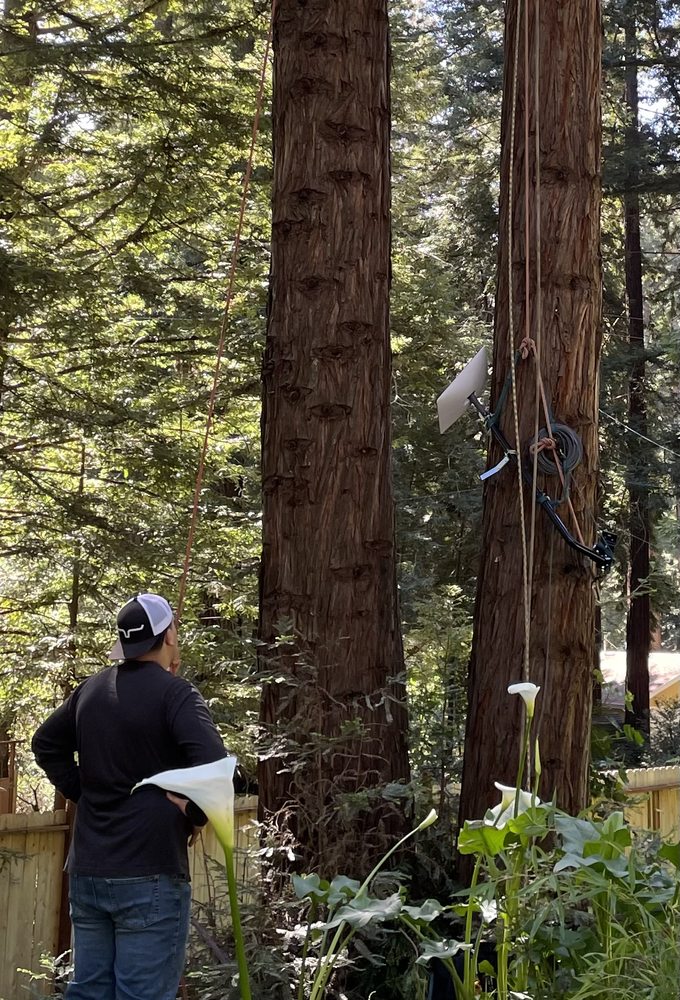 La Sirenita Tree Service