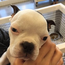 just puppies reviews just puppies 27 photos 27 reviews pet stores 1922 just puppies reviews just puppies 27 photos 27 reviews pet stores 1922