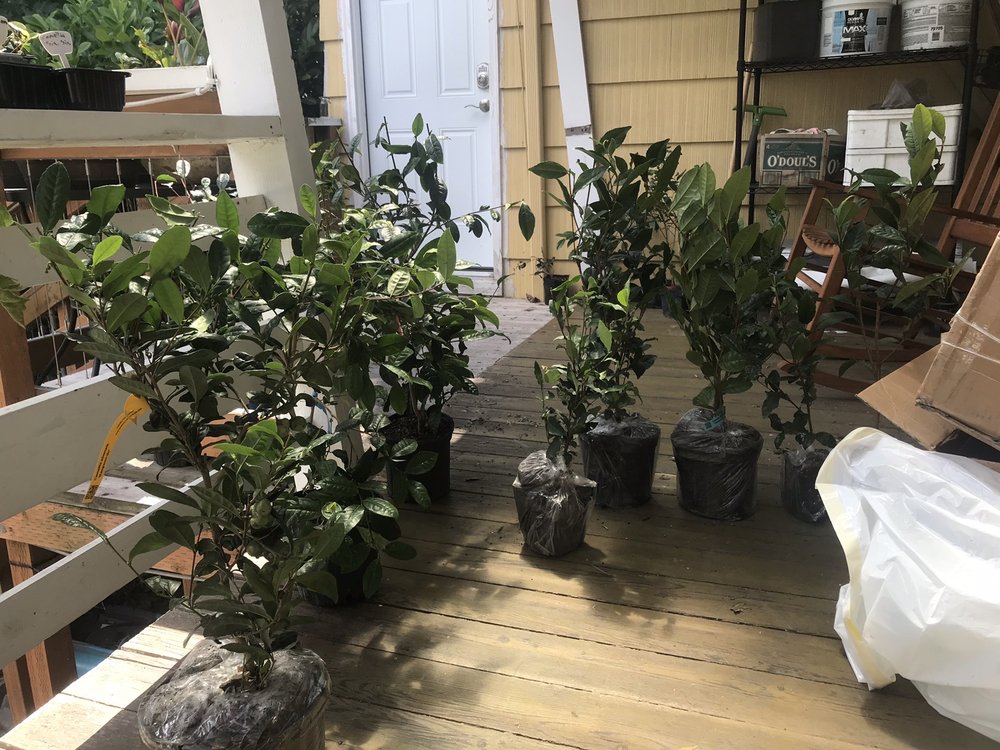 Camellia Forest Nursey