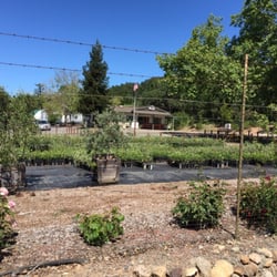 Novavine Grapevine Nursery Nurseries Gardening 6735 Sonoma Hwy Photo Of Novavine Grapevine Nursery Santa Rosa Ca United States The Office