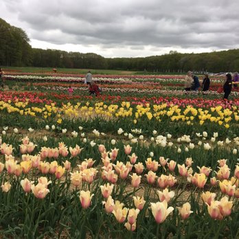 Wicked Tulips Flower Farm - Temp. CLOSED - 66 Photos 
