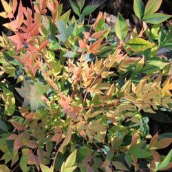 Western Star Nurseries 30 Photos Gardening 8255 Photo Of Western Star Nurseries Sunol Ca United States Nandina Domestica