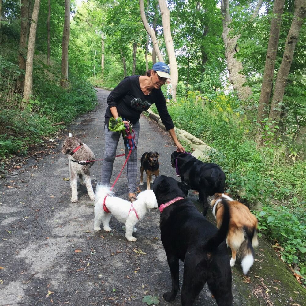 Professional Street Walkers 27 Photos Dog Walkers 33 Jackes