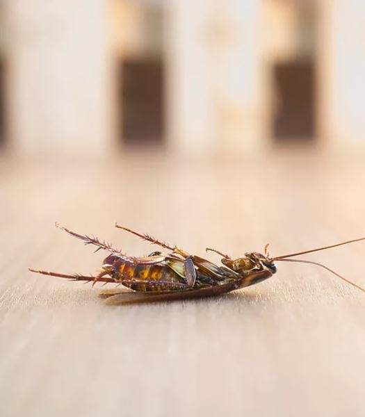 Bugs Heat Terminator