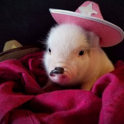 Precious Teacup Pigs 17 Photos Pet Breeders 361 Yates Rd