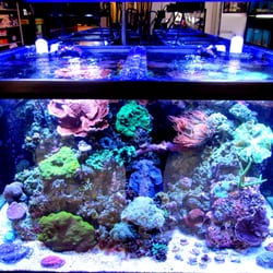 Aquarium Artisans - Get Quote - Aquarium Services - 8005
