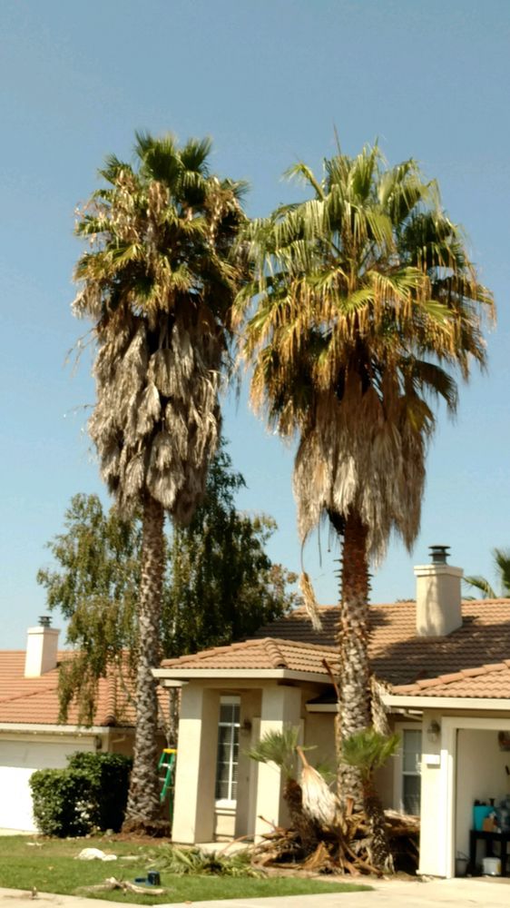 contractor tree services