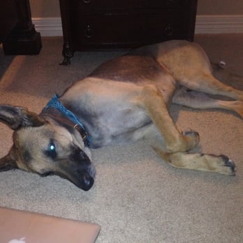 My Dogs Day Inn Atascocita Reviews My Dogs Day Inn Atascocita Reviews