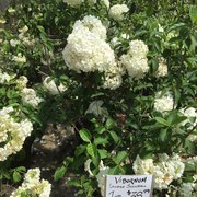 Outdoor Environments Nurseries Gardening 68 Zion Church Rd Photo Of Outdoor Environments Braselton Ga United States Viburnum